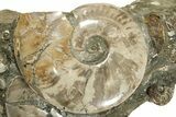Polished Ammonite, Clam, and Nautilus Cluster - Madagascar #236972-2